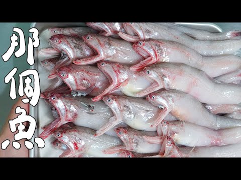 那個魚是哪個魚｜RICOの食材圖鑑