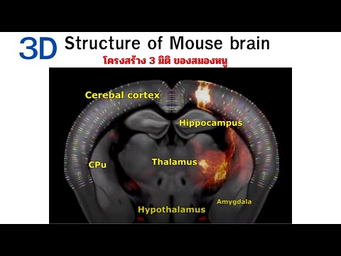 Brainmapping3DMouse(โครงสร