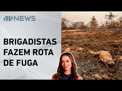 Animais são os mais prejudicados pelas queimadas; Patrícia Costa analisa