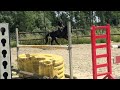 حصان الفروسية Mooie zwarte  dressuur merrie