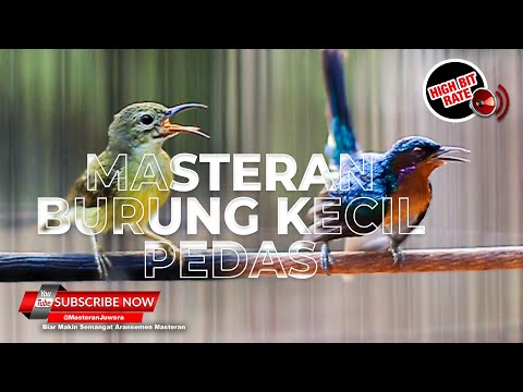 🔴Spesial Tembakan Burung Kecil Kolibri Manggar Betina Gacor vs Kolibri Wulung Isian❗️