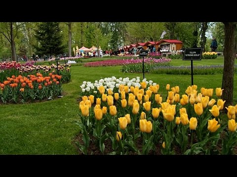 Animado y colorido Festival de los Tulipanes en Pite?ti, Rumanía