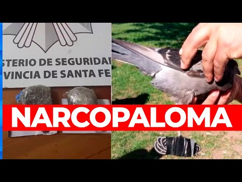 NARCOPALOMA: quisieron meter droga en una cárcel con una paloma mensajera