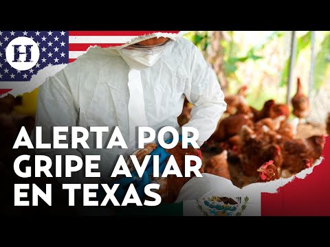 ¡Alerta en Texas por gripe aviar! Reportan a una persona con H5N1 tras contacto con vacas infectadas