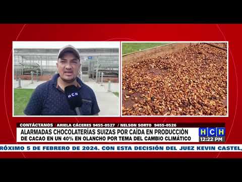 Preocupadas chocolaterías en Suiza por baja producción de Cacao en Olancho