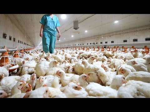 Gripe aviar, una alerta para las fincas de aves en Nicaragua