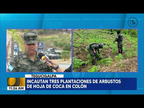 Incautan tres plantaciones de arbustos de hoja de coca en Colón