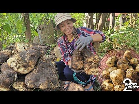 โพดโพหัวใหญ่คัก!!ขุดมันพร้าวหล