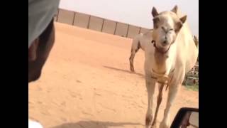 فيديو : ولي عهد دبي (فزاع) ينادي ناقته .. ويقبلها