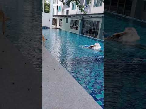 🏊‍♀️Swimmingว่ายน้ำswimming