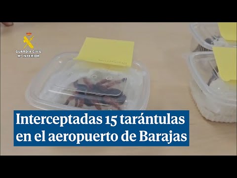 Detenido por enviar un paquete con 15 tarántulas interceptadas en el aeropuerto de Barajas