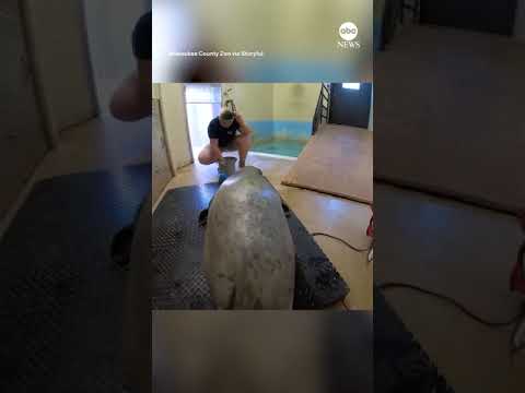 Harbor seal weigh-in at Wisconsin zoo