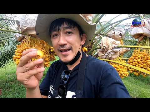 อินทผลัม-แอปเปิ้ล-แห่ง-ตะวันออ อินทผลัม-แอปเปิ้ล-แห่ง-ตะวันออ