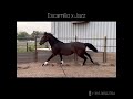 Dressage horse Mega talent v. Escamillo