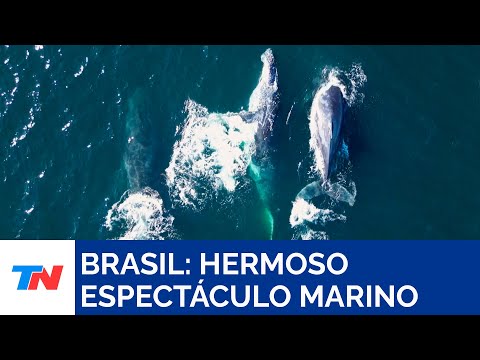 BRASIL I Un espectáculo de danza: turistas se deleitaron con las ballenas en Río