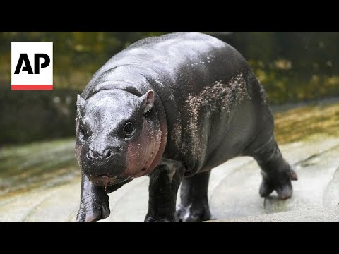 Thai zoo, home to baby hippo and internet sensation Moo Deng, is patenting the pygmy