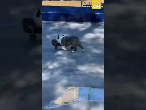 Pomelo es el perro skater que se hizo viral por sus habilidades en la patineta