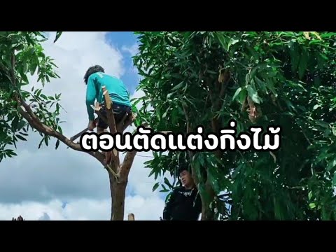 ตอนตัดเเต่งกิ่งไม้ ตอนตัดเเต่งกิ่งไม้