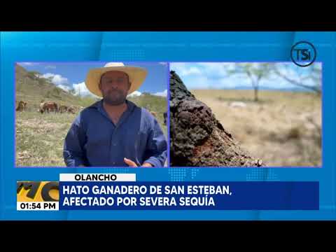 Hato ganadero de San Esteban, afectado por severa sequía