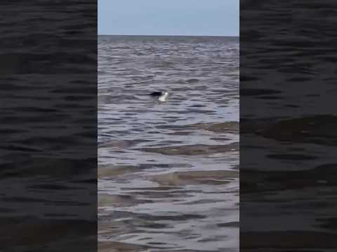 IMPRESIONANTE LOBO DE MAR ATACA LINEA DE PEJERREY !!!