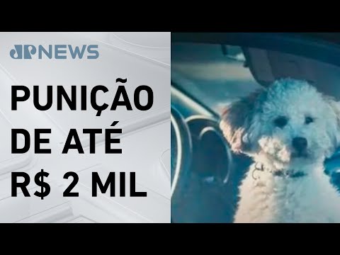 Projeto prevê multa para quem deixar animal em veículo