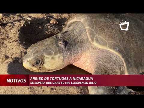 Se espera que unas 50 mil tortugas arriben a Nicaragua en julio