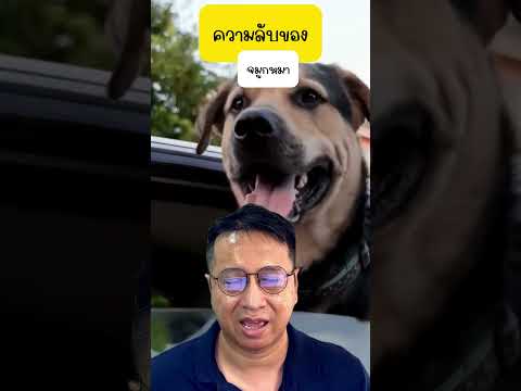 ภาษาหมา จมูกหมามีพลังอะไรซ่อนอยู่🐶👃ความลับที่คุณอาจไม่เคยรู้!จมูกหมา