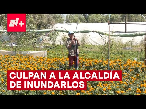 Productores de cempasúchil culpan a la alcaldía de inundar su producción  - N+