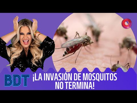 ¡Una nueva invasión de mosquitos pone alerta al país! | #Bendita