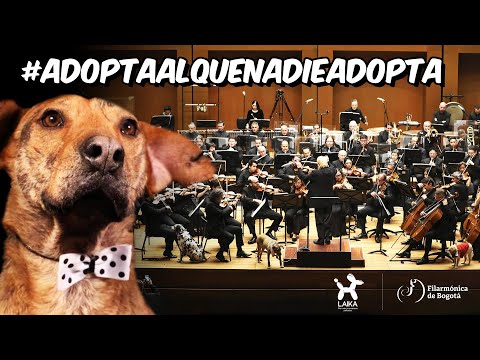 EL CONCIERTO MÁS EMOCIONANTE DEL MUNDO: PERROS DE DIFÍCIL ADOPCIÓN CON LA FILARMÓNICA