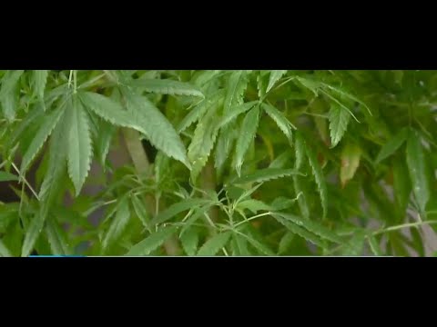 Proponen permitir auto cultivo de cannabis