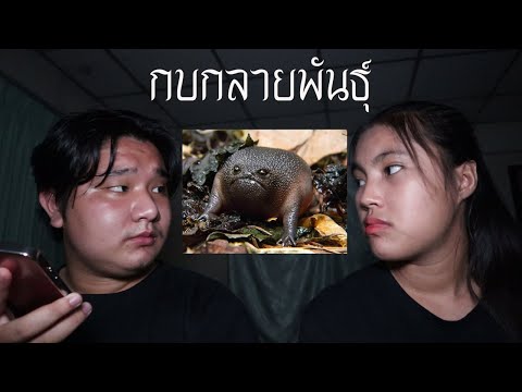 พวกเราซื้อ-กบกลายพันธุ์-มาจาก- พวกเราซื้อ-กบกลายพันธุ์-มาจาก-