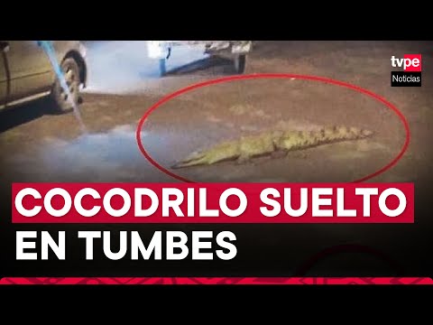 Tumbes: hallan cocodrilo en distrito de Corrales