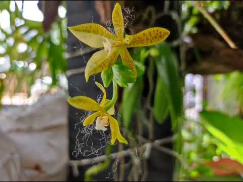 Phalaenopsiscornu-cerviorc