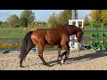 Show jumping horse Knap springpaard met veel potentie