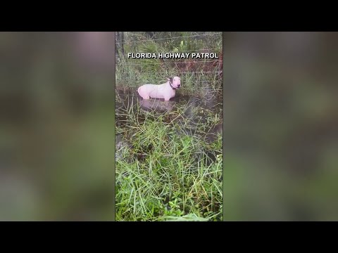 Rescatan a perro amarrado cerca de autopista en Florida