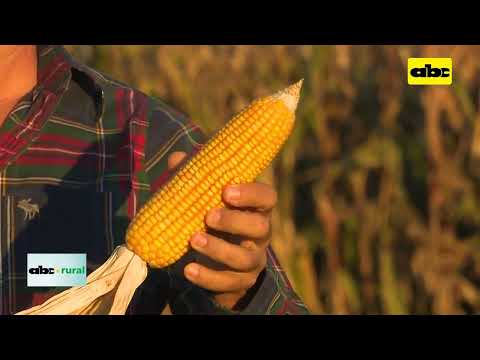 Se exporto el triple de maíz gracias a la buena producción del 2022