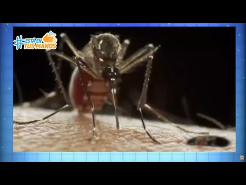 Dengue: Lo que debe saber - síntomas