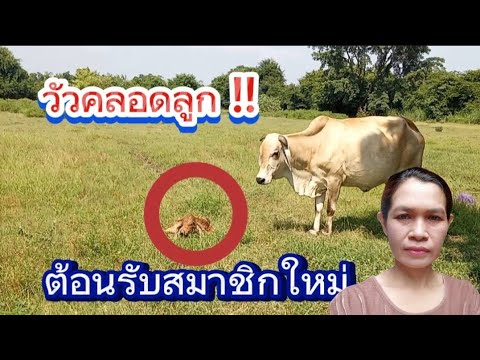 วัวคลอดลูก...ต้อนรับสมาชิกใหม