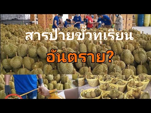 Ep​110​สารป้ายขั้วทุเรียนอัน