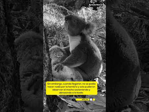 Captan a koala 'llorando' a su compañera fallecida