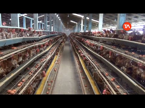 Miles de aves de varias avícolas fueron sacrificadas por el virus de la gripe aviar