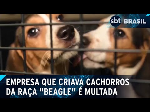 Empresa que usava cachorros em pesquisas médicas é multada | SBT Brasil (03/06/24)
