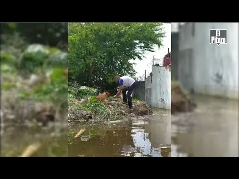 Continúa el rescate de mascotas de las inundaciones en Aragua
