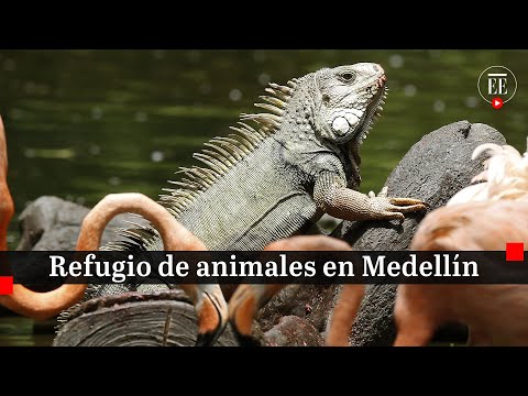 Parque de la Conservación: refugio para animales en Medellín | El Espectador