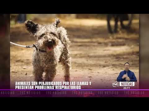 Decenas de mascotas entre las víctimas de los incendios forestales