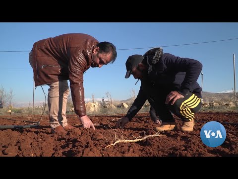 Amphetamine Trafficking Hurts Livelihood of Lebanon’s Farmers
