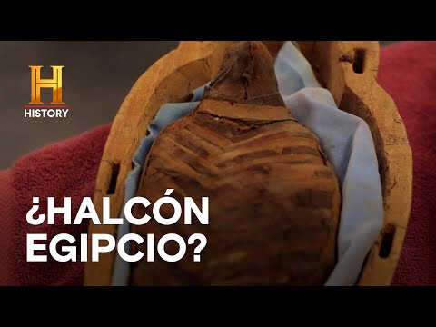 Halco?n momificado de Egipto - EL PRECIO DE LA HISTORIA