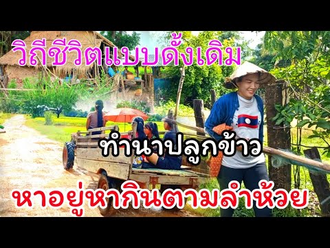 EP.278🇱🇦วิถีชิวิตแบบดั้งเดิมคน