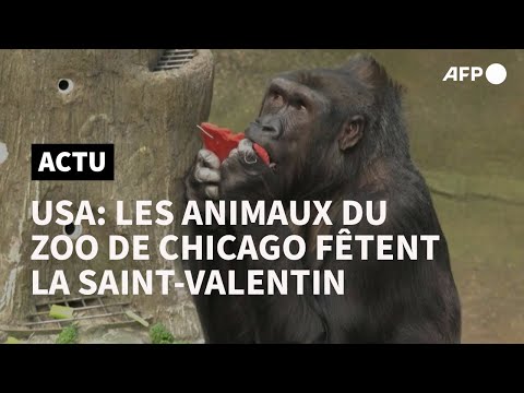 Des animaux du zoo de Chicago fêtent aussi la Saint-Valentin | AFP